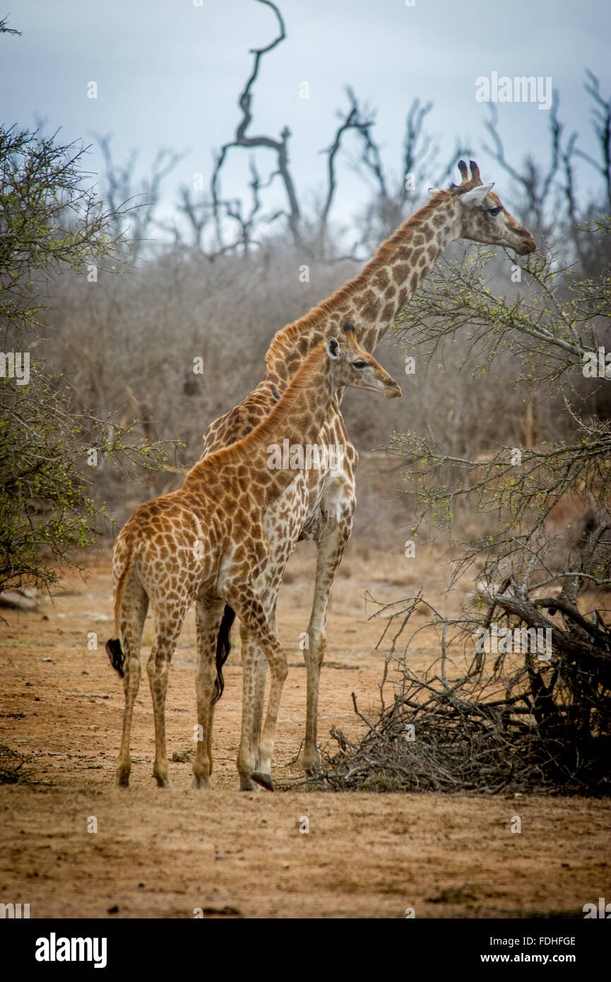 Madre (giraffa camelopardalis Giraffa) e il suo bambino a piedi il parco throughHlane, Swaziland, Africa. Foto Stock