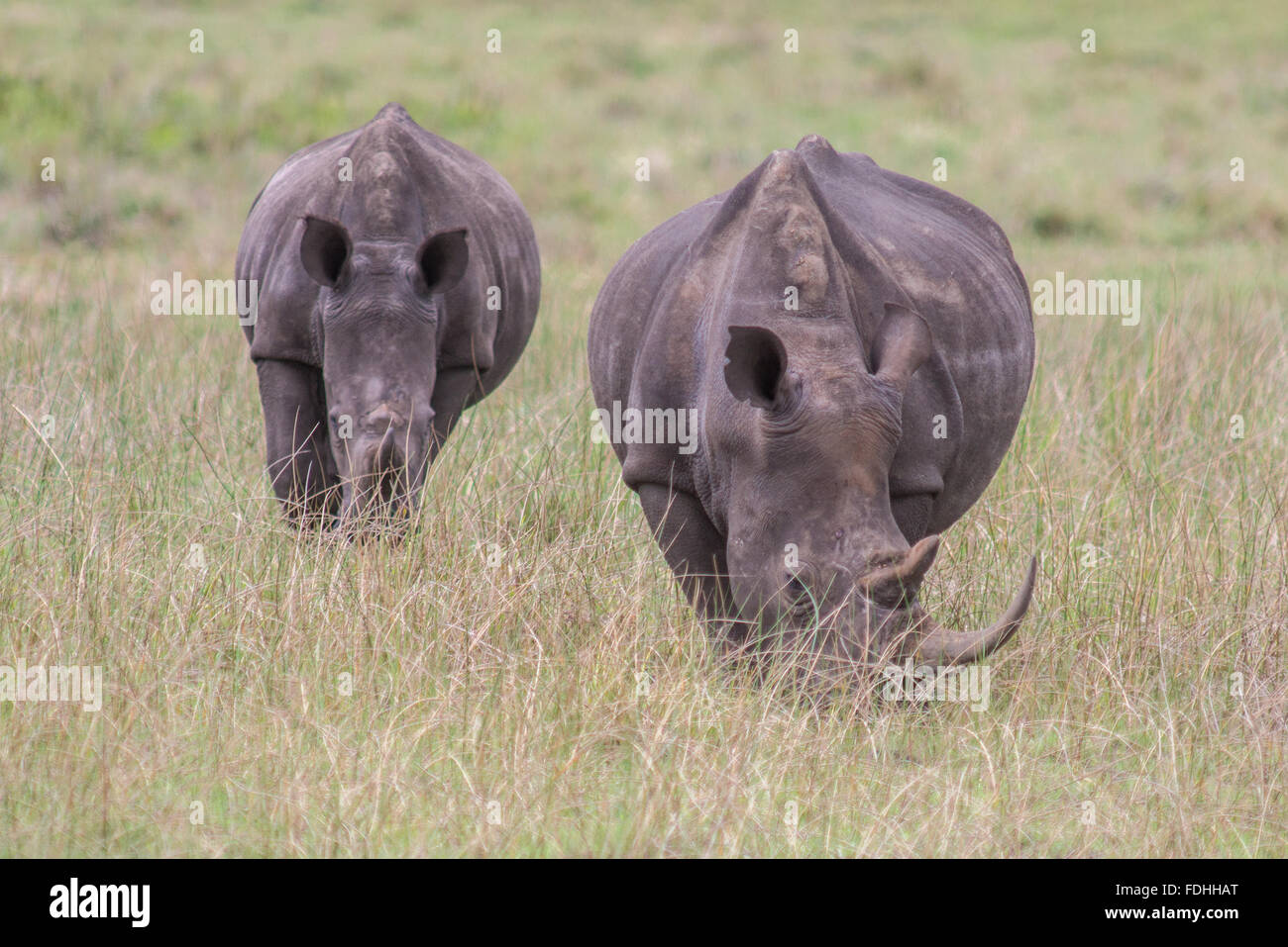 Rinoceronte (Rhinocerotidae) pascolare nei campi di Saint Lucia, Kwazulu-Natal, Sud Africa - iSimangaliso Wetland Park Foto Stock