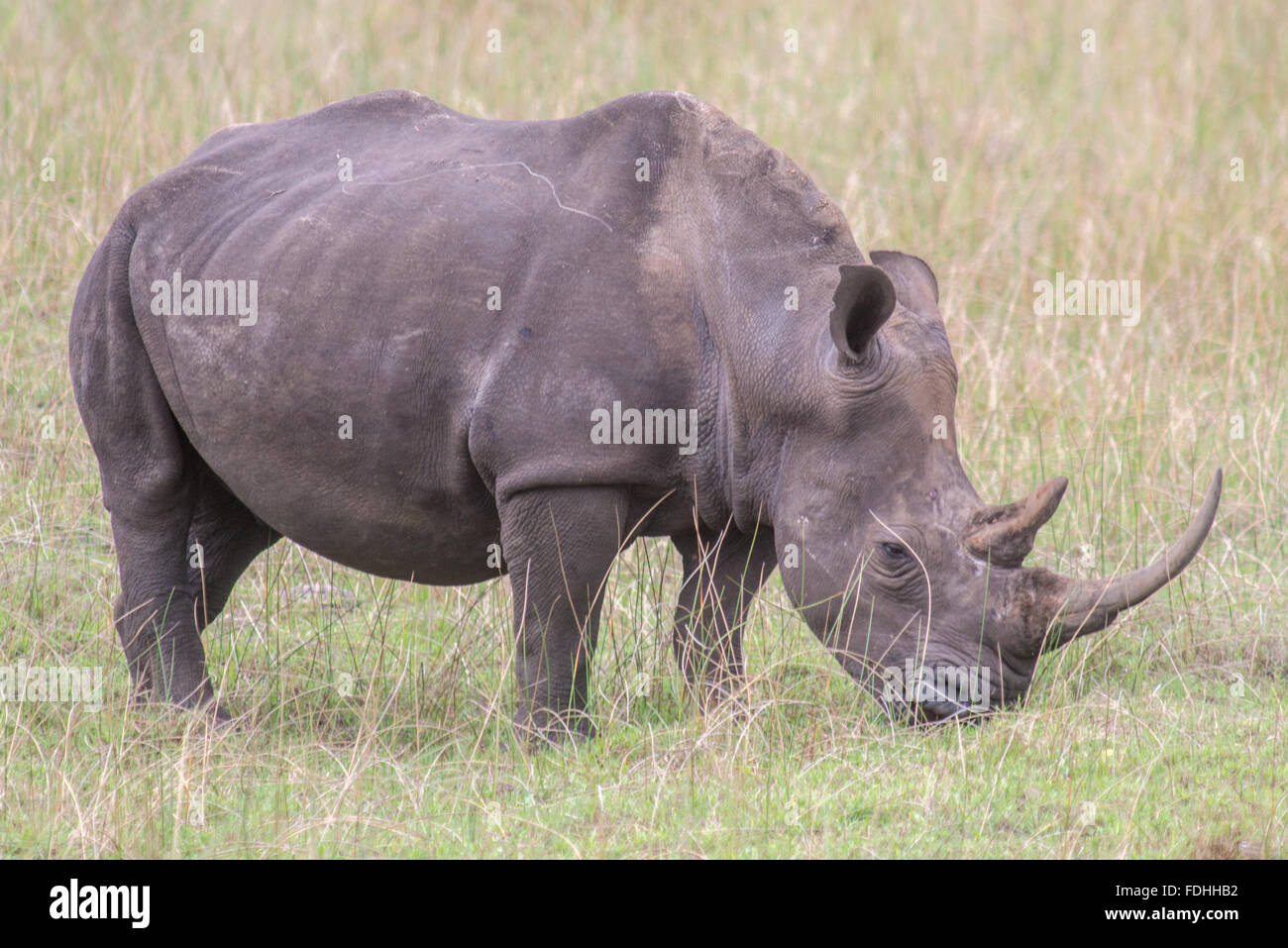 Rinoceronte (Rhinocerotidae) pascolare nei campi di Saint Lucia, Kwazulu-Natal, Sud Africa - iSimangaliso Wetland Park Foto Stock
