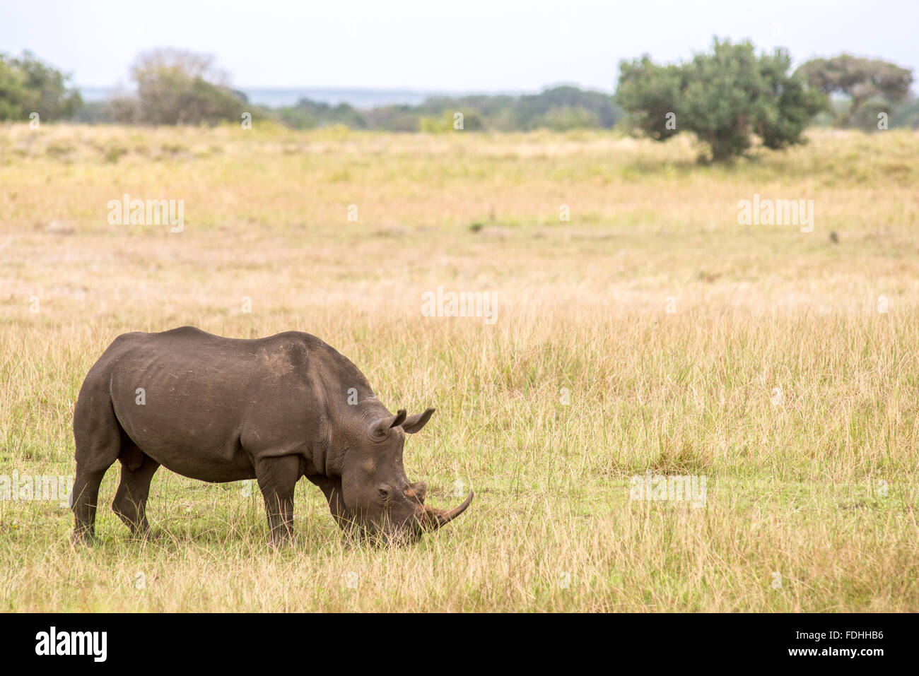 Rinoceronte (Rhinocerotidae) pascolare nei campi di Saint Lucia, Kwazulu-Natal, Sud Africa - iSimangaliso Wetland Park Foto Stock