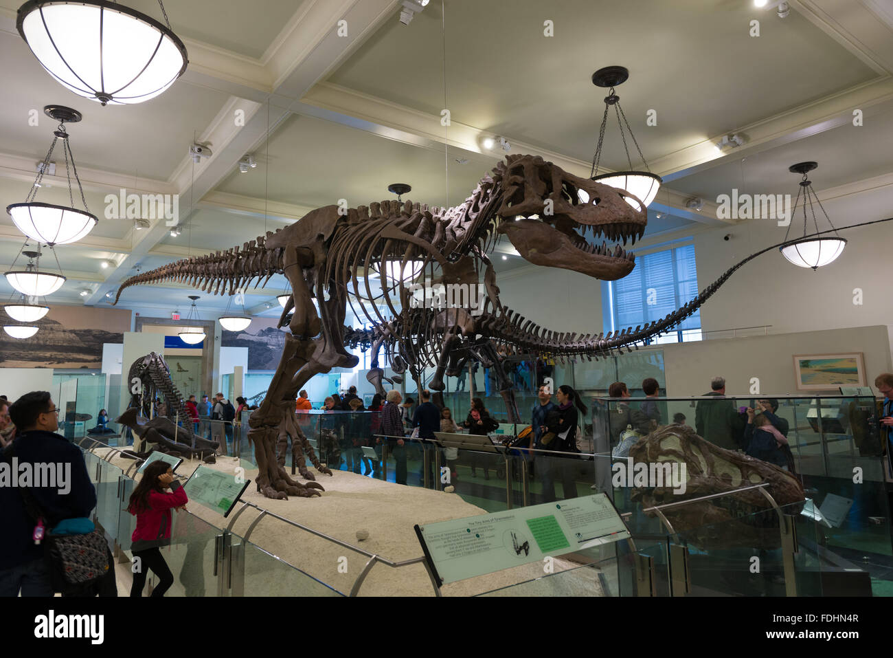 Scheletro del Tyrannosaurus rex nel Museo Americano di Storia Naturale di New York City Foto Stock
