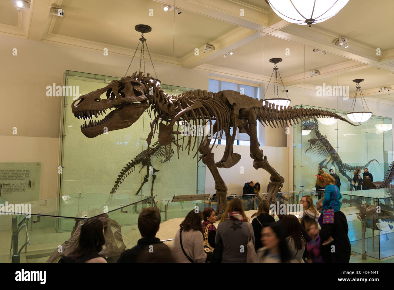 Scheletro del Tyrannosaurus rex nel Museo Americano di Storia Naturale di New York City Foto Stock