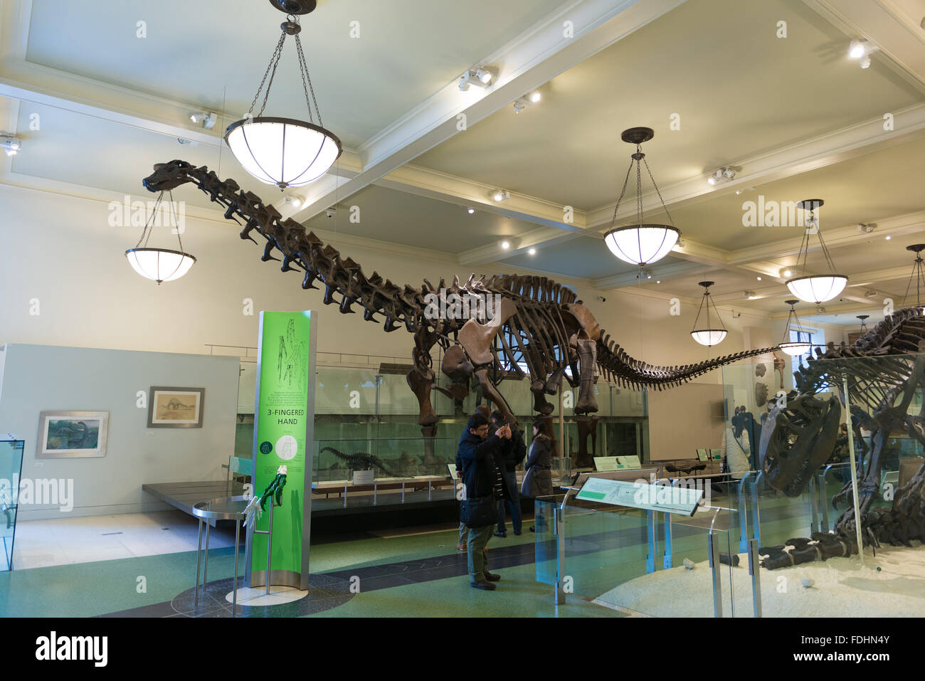 Tetanuran fossili di dinosauro nel Museo Americano di Storia Naturale di New York Foto Stock