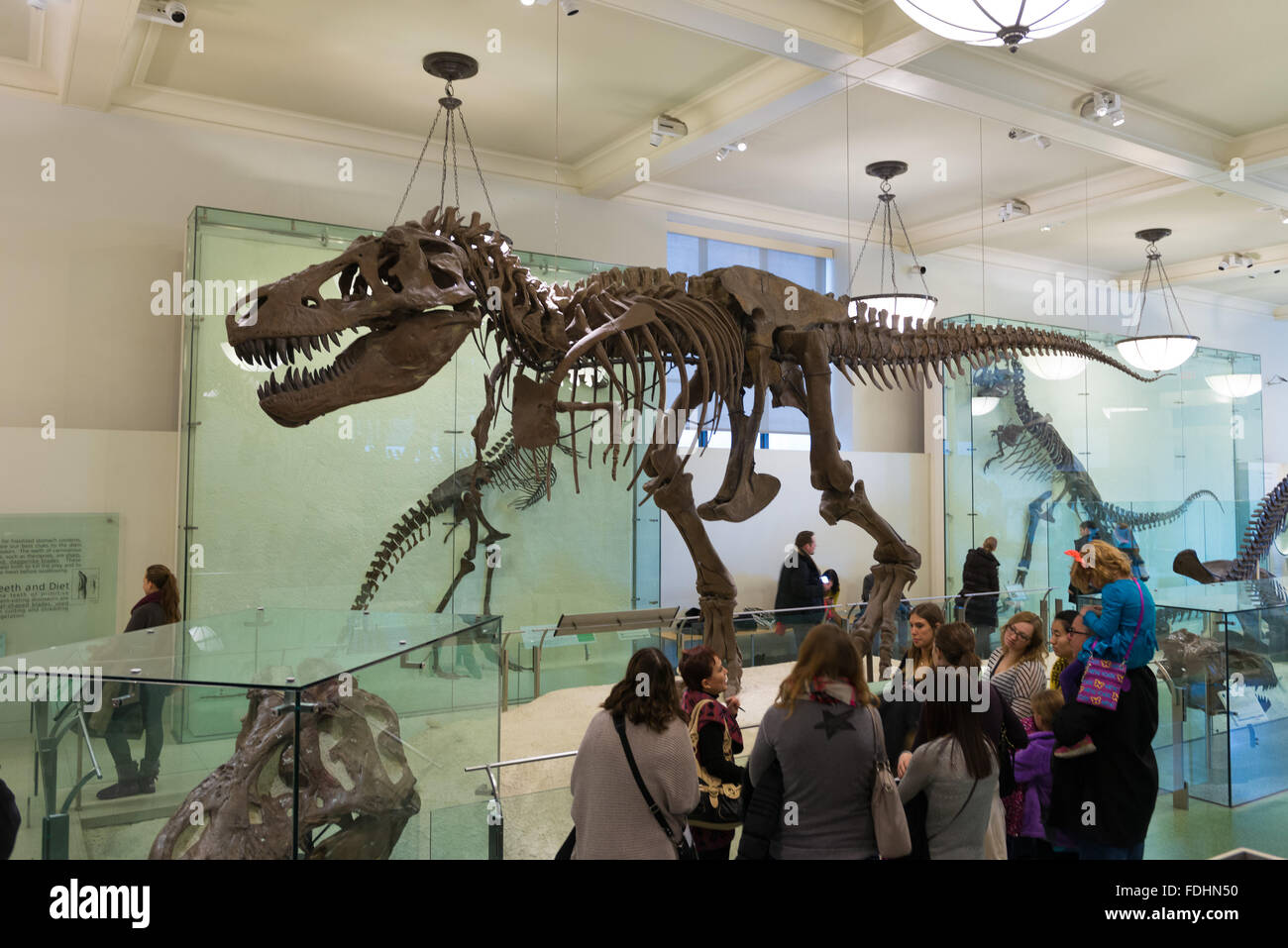 Scheletro del Tyrannosaurus rex nel Museo Americano di Storia Naturale di New York City Foto Stock