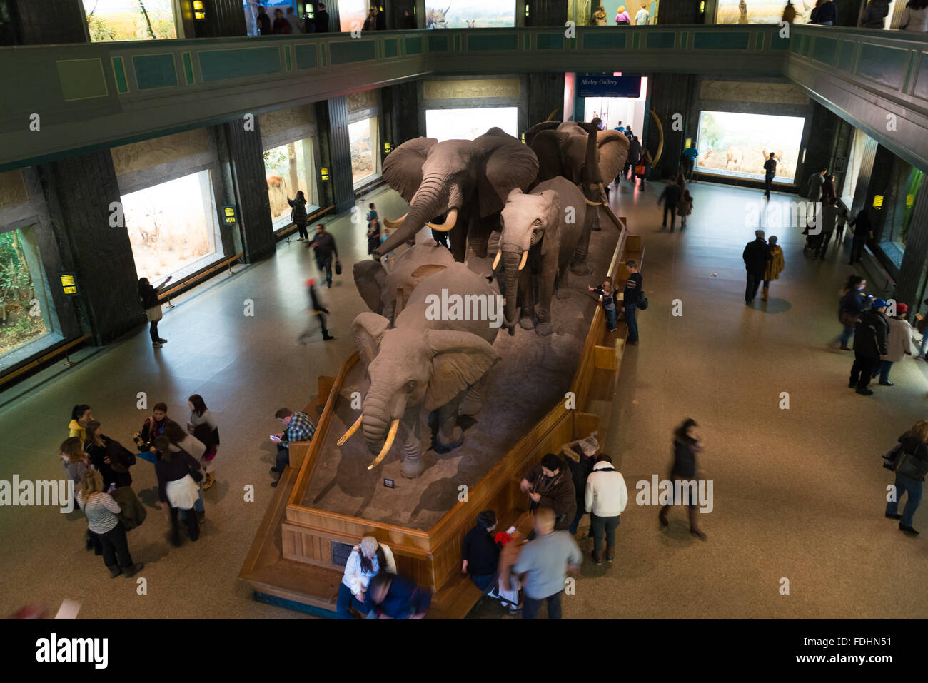 Un branco di elefanti sul display in grandi mammiferi hall presso il Museo di Storia Naturale di New York Foto Stock