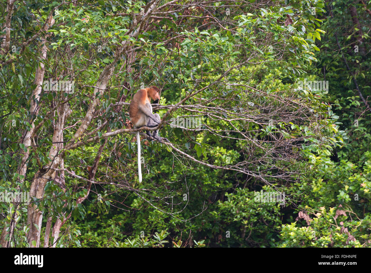 Proboscide scimmia appollaiata su albero nella foresta pluviale di Bako National Park, West Sarawak, Borneo Malese. Foto Stock