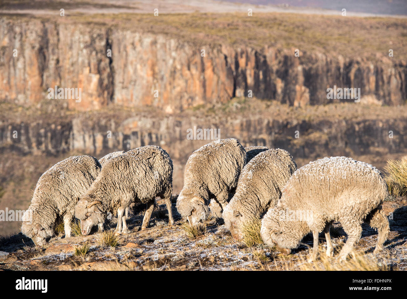 Pecora che pascola in cima a una montagna in Lesotho, Africa Foto Stock