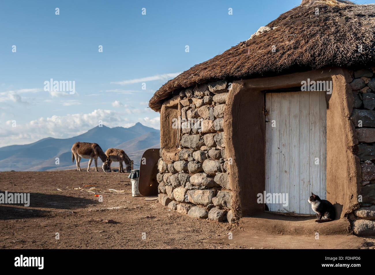 Capanna del villaggio con un gatto sul portico anteriore e 2 asini pascolano in Lesotho, Africa Foto Stock
