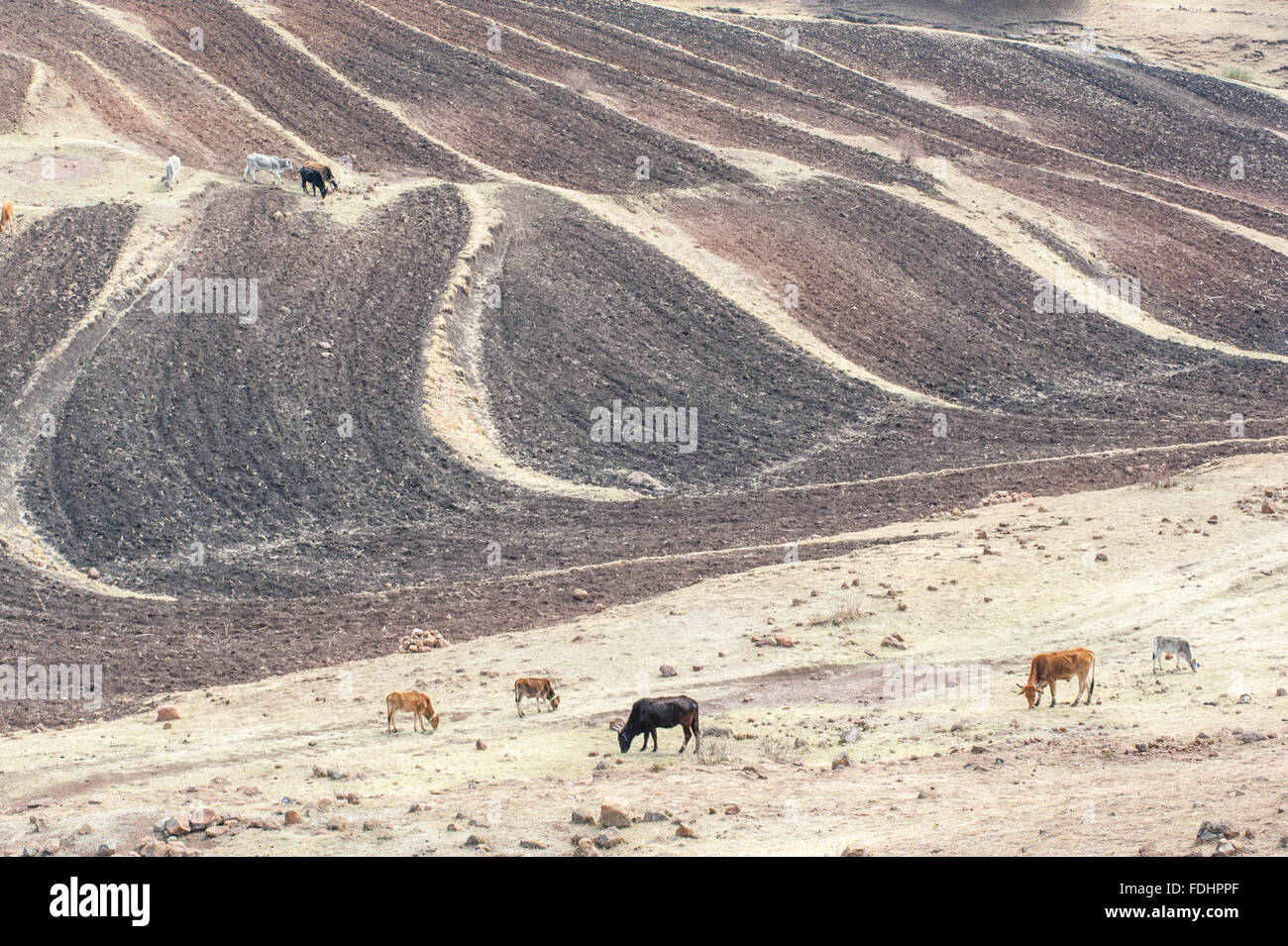 Il pascolo di bestiame su terreni agricoli in Somenkong, Lesotho, Africa Foto Stock