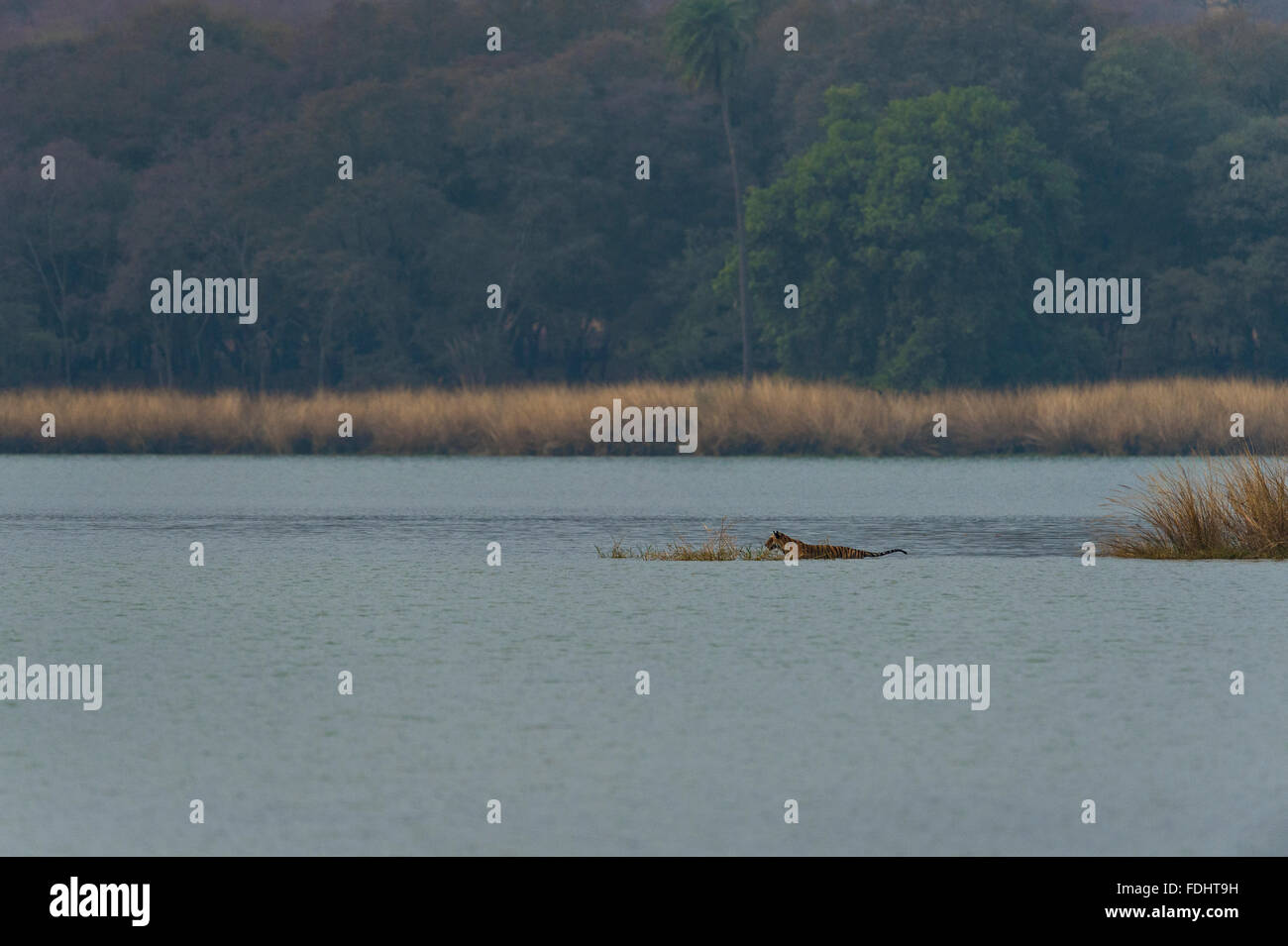 Wild Bengala o Indian Tiger nuotare attraverso le acque blu di un lago in mezzo delle foreste in Ranthambhore riserva della tigre in India Foto Stock