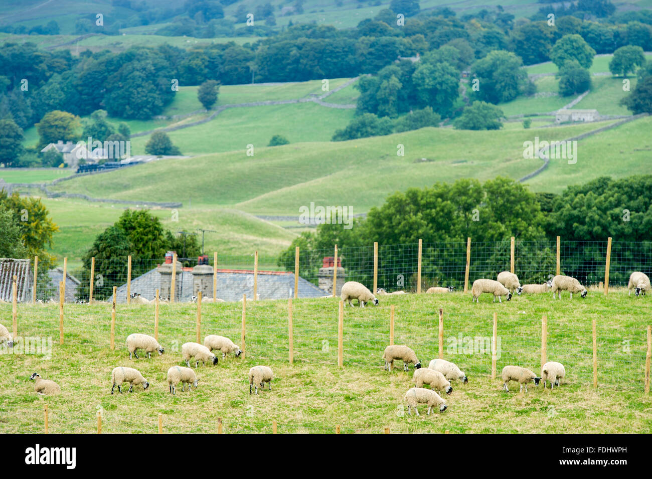 Mulo Gimmer agnelli pascolano in Yorkshire, Inghilterra, Regno Unito. Foto Stock