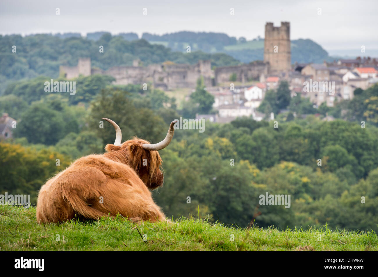 Scottish Highland mucca in Richmond, Inghilterra, Regno Unito. Foto Stock
