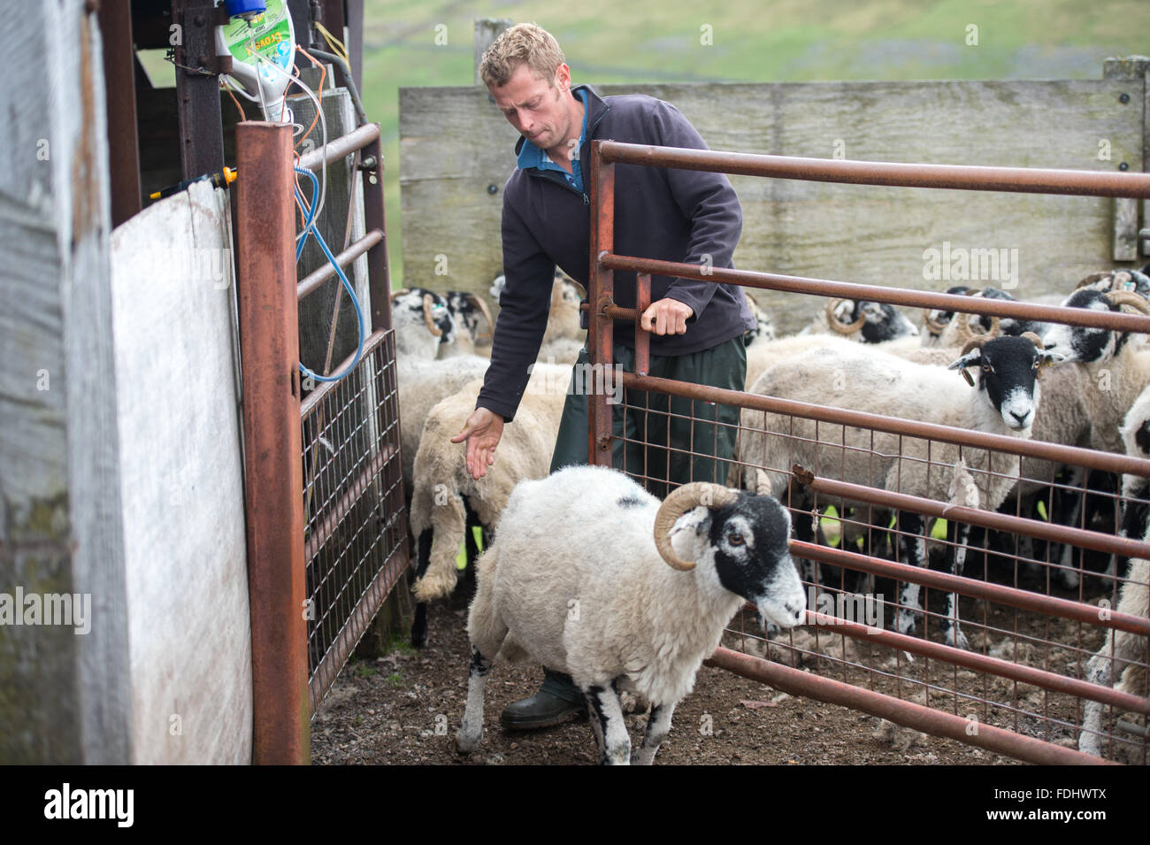 Contadino con Swaledale pecore nello Yorkshire, Inghilterra, Regno Unito. Foto Stock