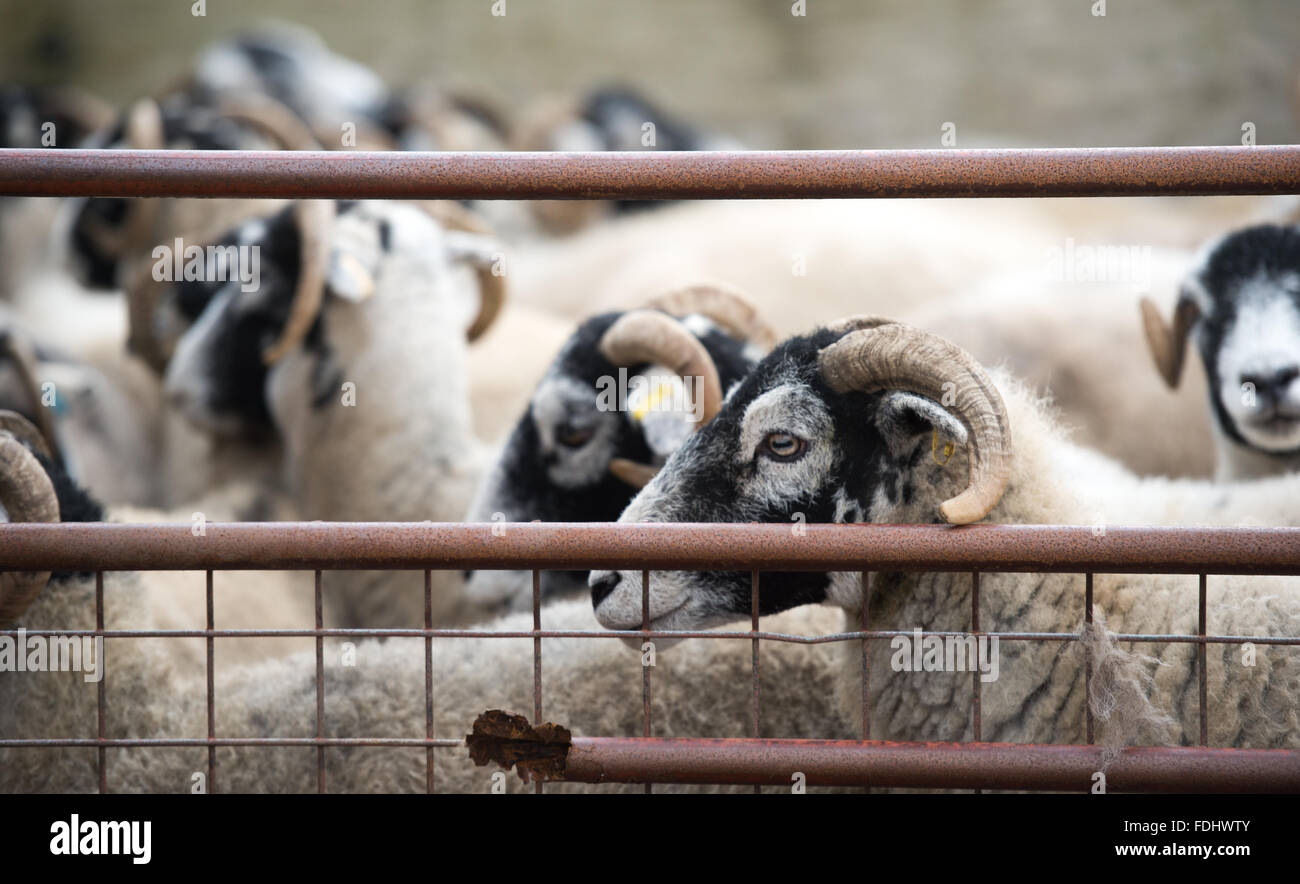 Pecore Swaledale nello Yorkshire, Inghilterra, Regno Unito. Foto Stock