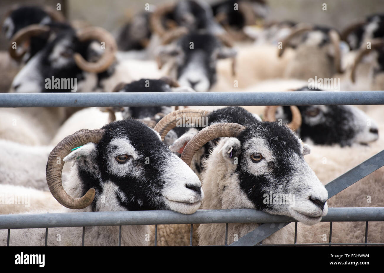 Pecore Swaledale nello Yorkshire, Inghilterra, Regno Unito. Foto Stock