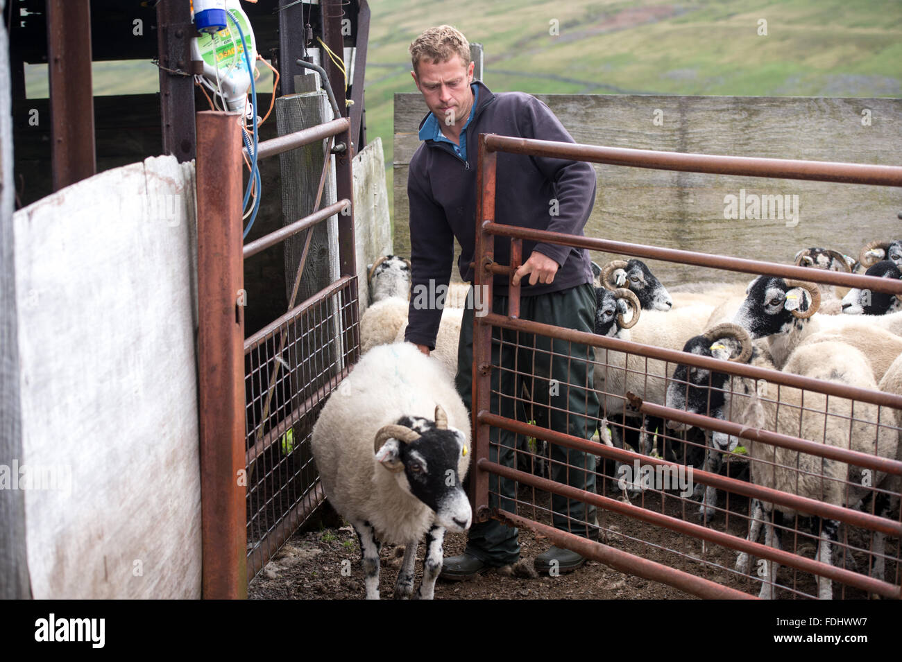 Contadino con Swaledale pecore nello Yorkshire, Inghilterra, Regno Unito. Foto Stock