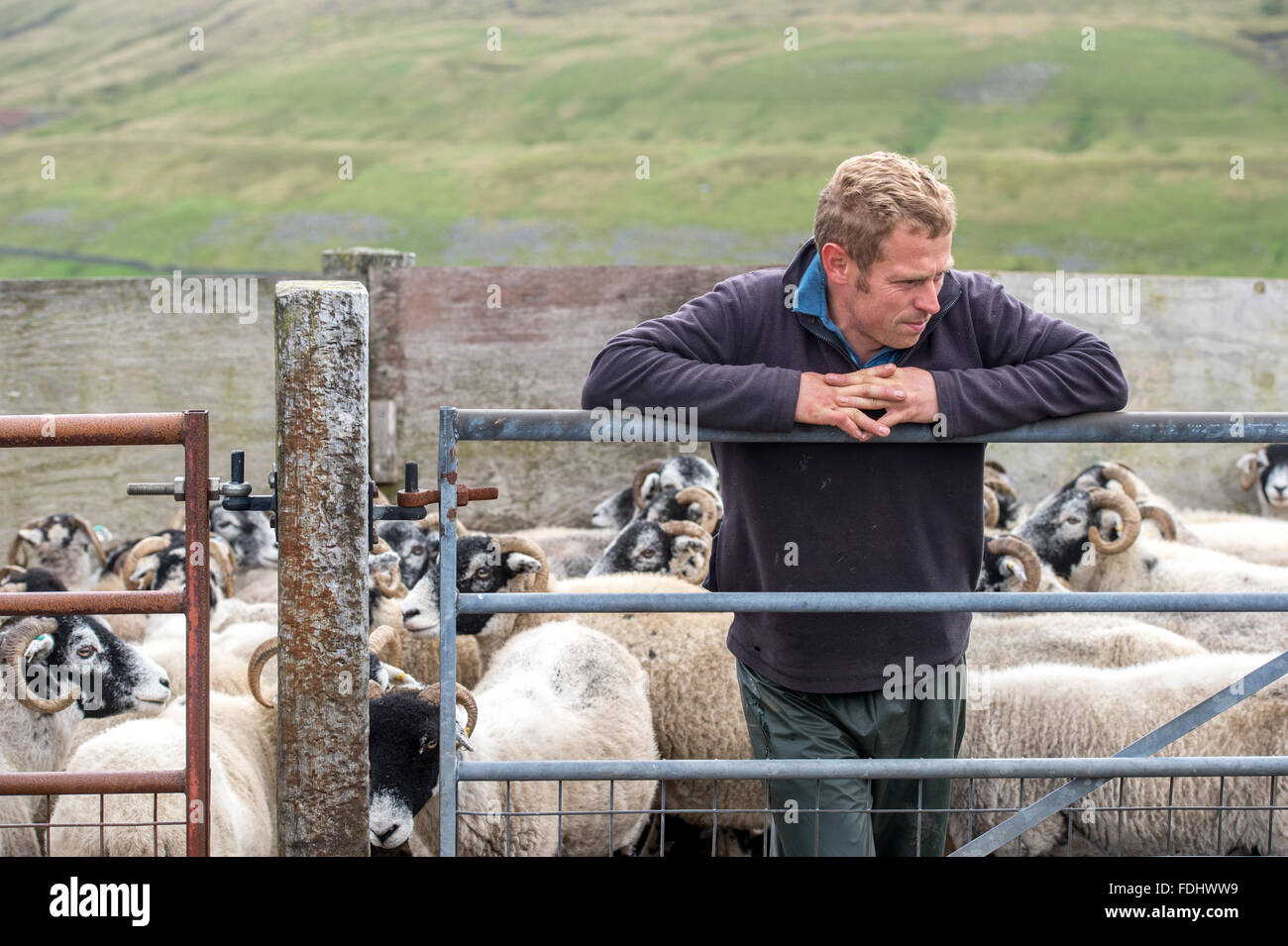 Contadino con Swaledale pecore nello Yorkshire, Inghilterra, Regno Unito. Foto Stock