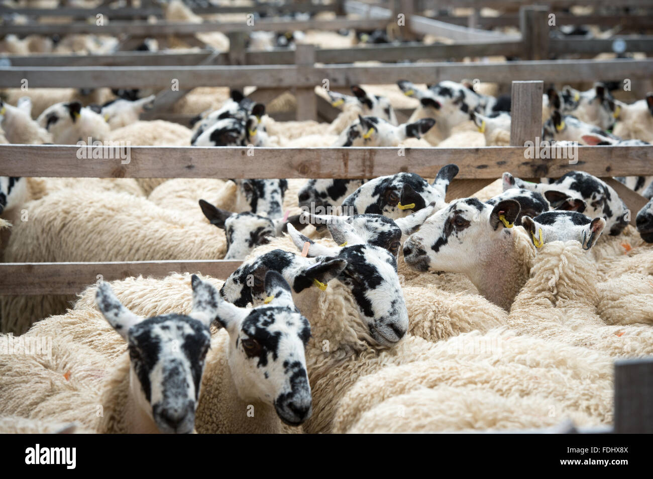 Mulo Gimmer Agnelli a l'asta Hawes Mart nello Yorkshire, Inghilterra. Foto Stock