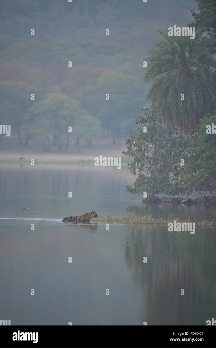 Wild Bengala o Indian Tiger nuotare attraverso le acque blu di un lago in mezzo delle foreste in Ranthambhore riserva della tigre in India Foto Stock