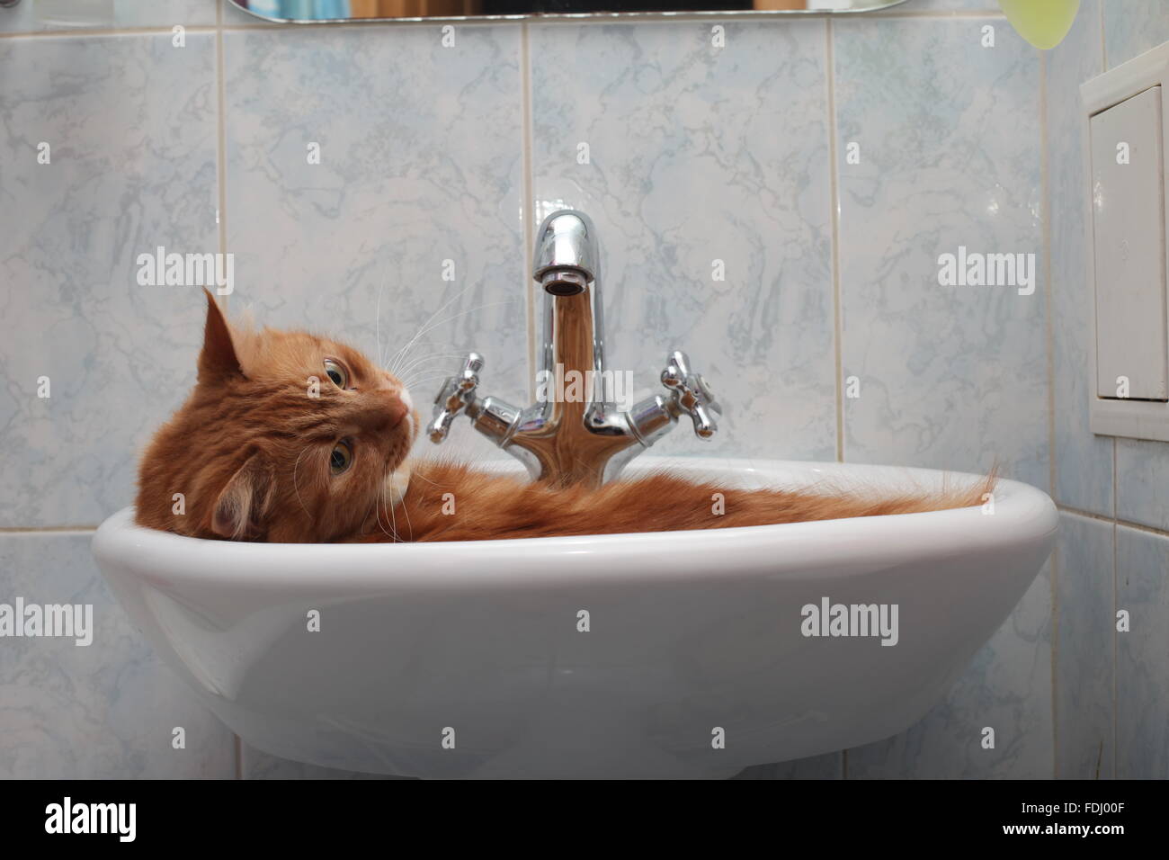 Ritratto di un gatto di lavaggio nel lavandino Foto Stock