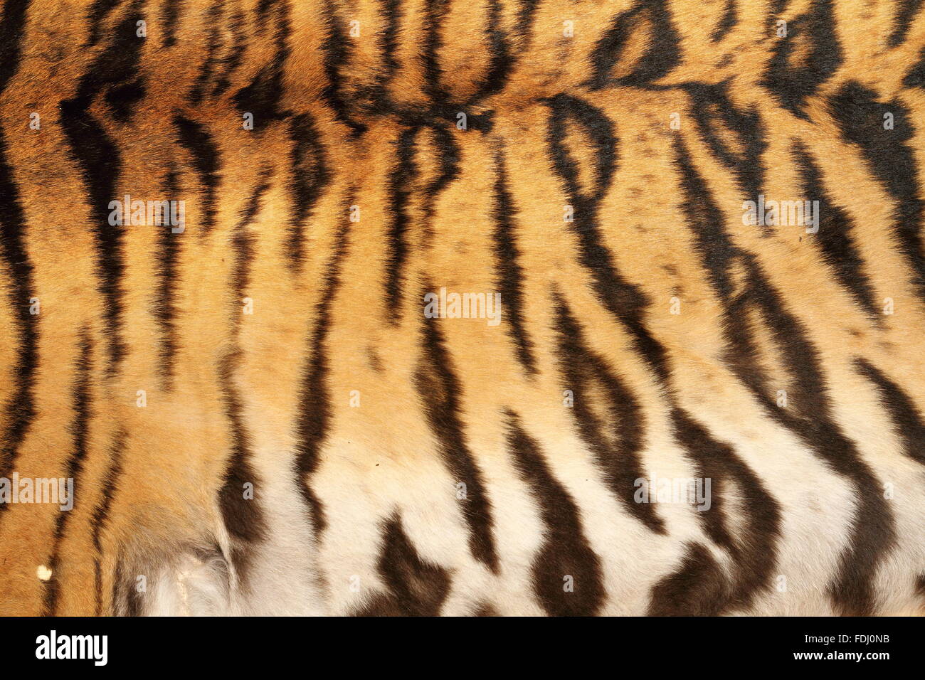 Real tiger nero a strisce colorate sulla pelle di animale Foto Stock