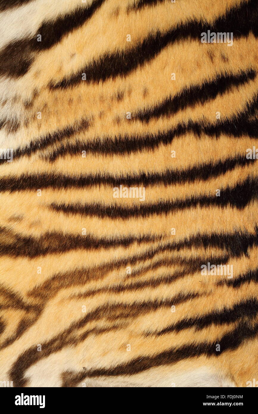 Tiger colorato pelliccia reale, schema naturale con strisce nere Foto Stock