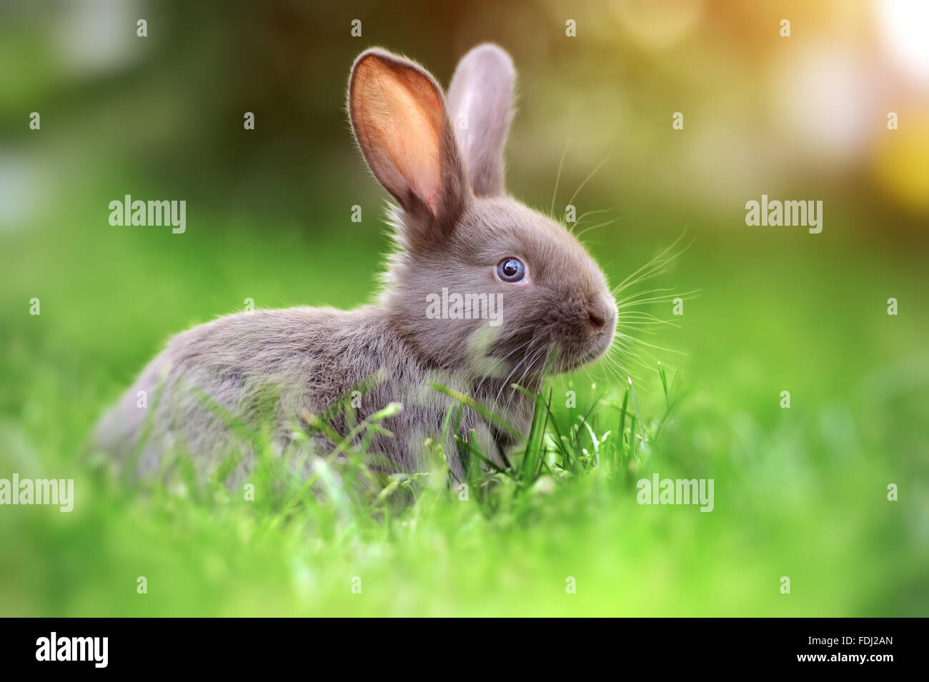 Piccolo coniglio su erba verde nel giorno di estate Foto Stock