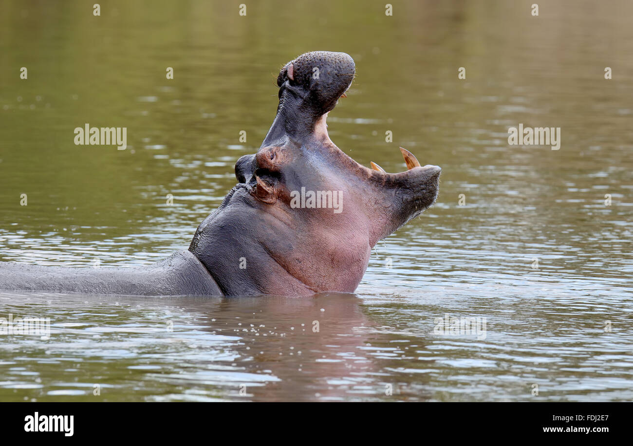 Hippo family (Hippopotamus amphibius) nell'acqua, Africa Foto Stock