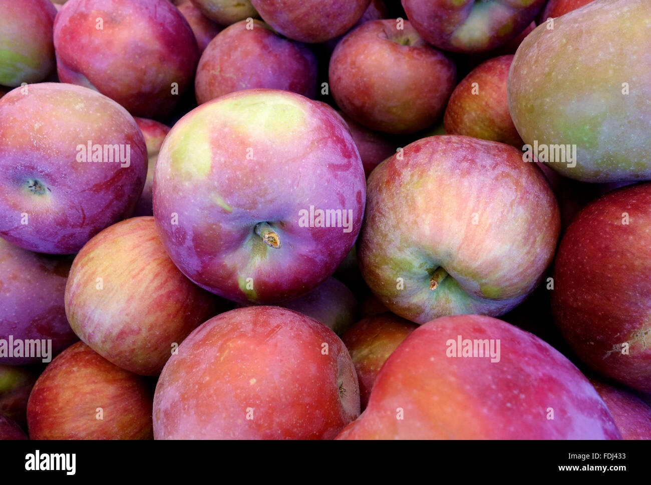 Rossi freschi Mele macintosh. Foto Stock