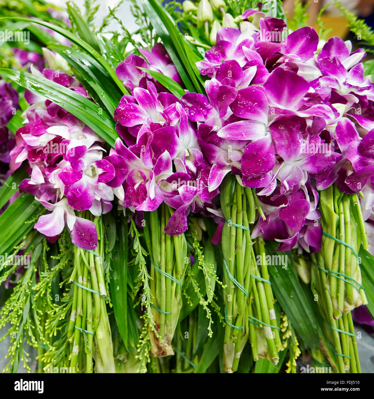 Orchidee in vendita al mercato dei fiori di Pak Khlong Talat. Bangkok, Thailandia. Foto Stock