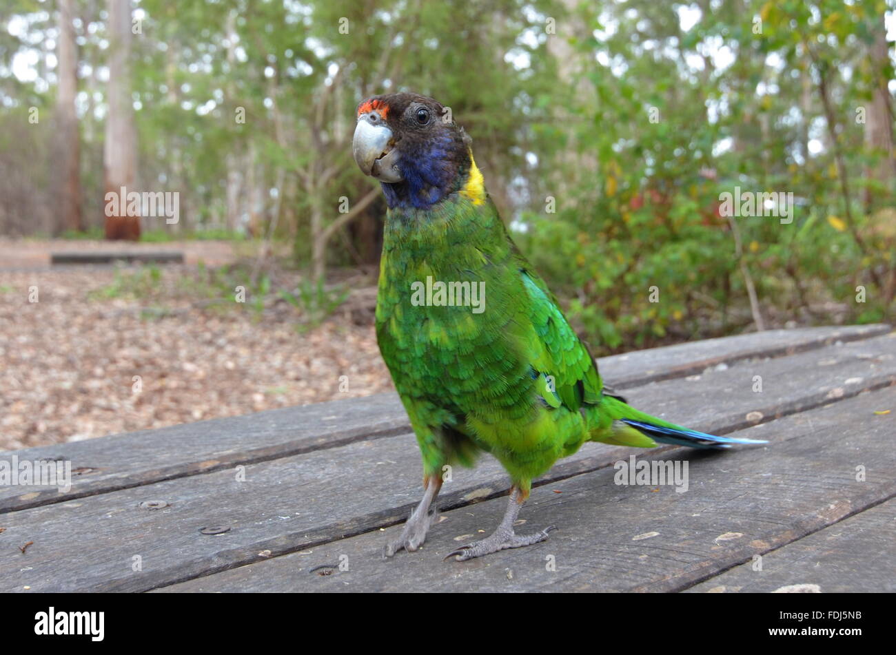 Un australiano ringneck parrot su un tavolo da picnic a Gloucester rampicante nel Parco Nazionale di Gloucester, Australia Foto Stock