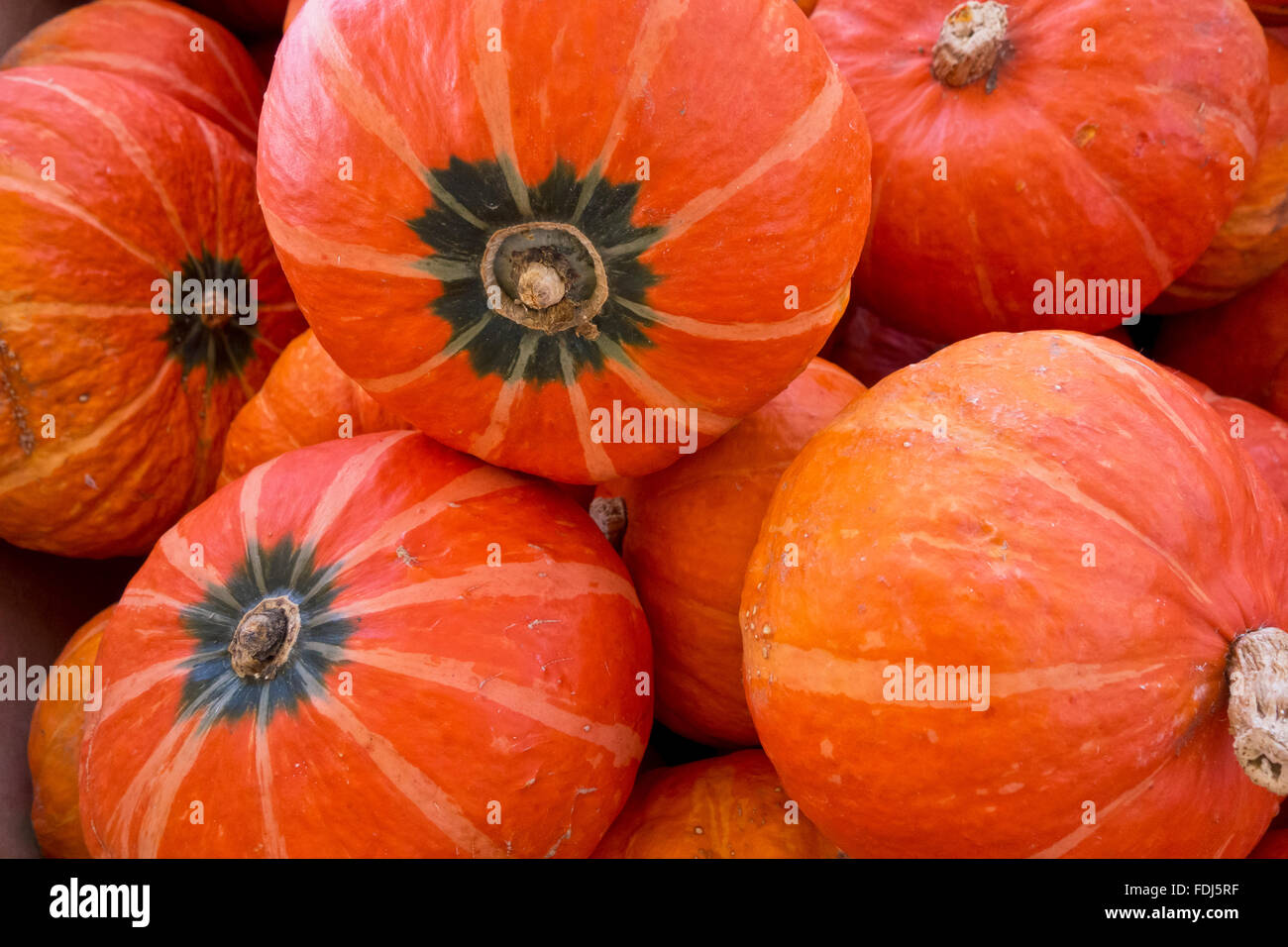 Ranuncolo squash. Rotondo arancione zucche invernali. La Cucurbita maxima. Foto Stock