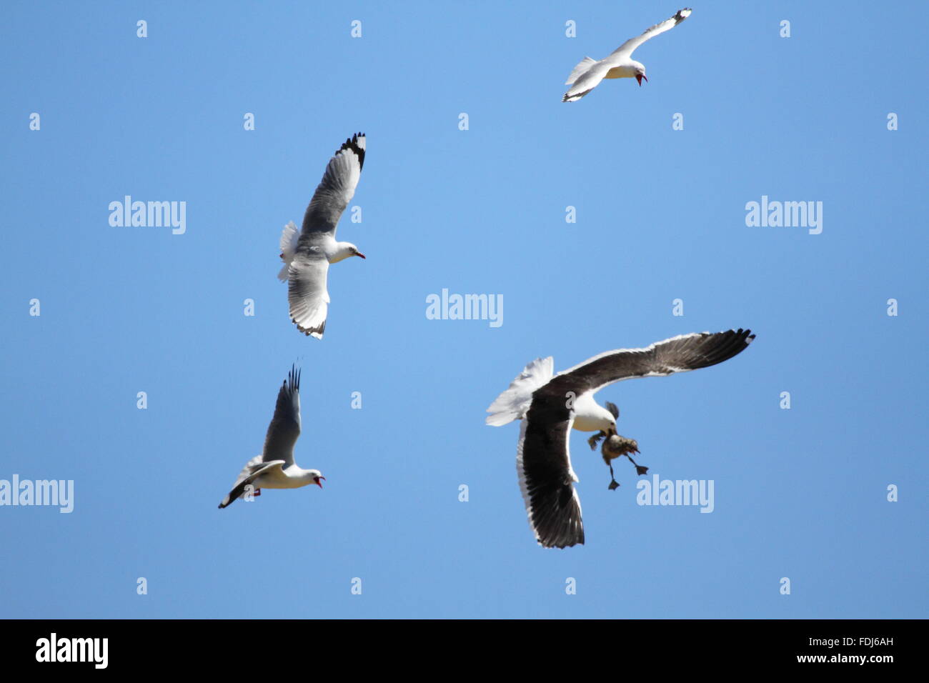 Un Black-backed Gull viene molestato dai gabbiani di un altra razza come vola fuori con un pulcino ha rubato da uno dei loro nidi. Foto Stock