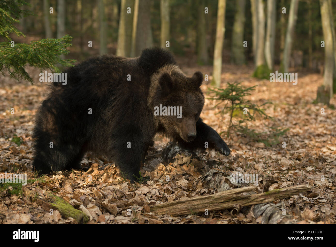 Unione orso bruno / Europaeischer Braunbaer ( Ursus arctos ) passeggiate intorno in boschi misti attraverso foglie avvizzite. Foto Stock