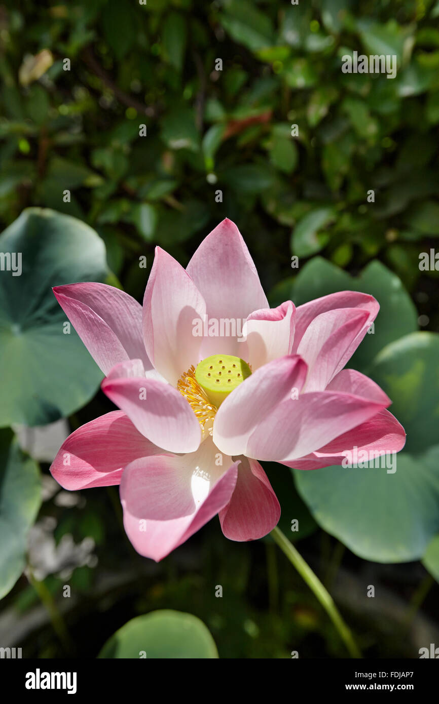 Primo piano di un bellissimo fiore di loto (Nelumbo nucifera) che cresce in un giardino. Bangkok, Thailandia. Foto Stock