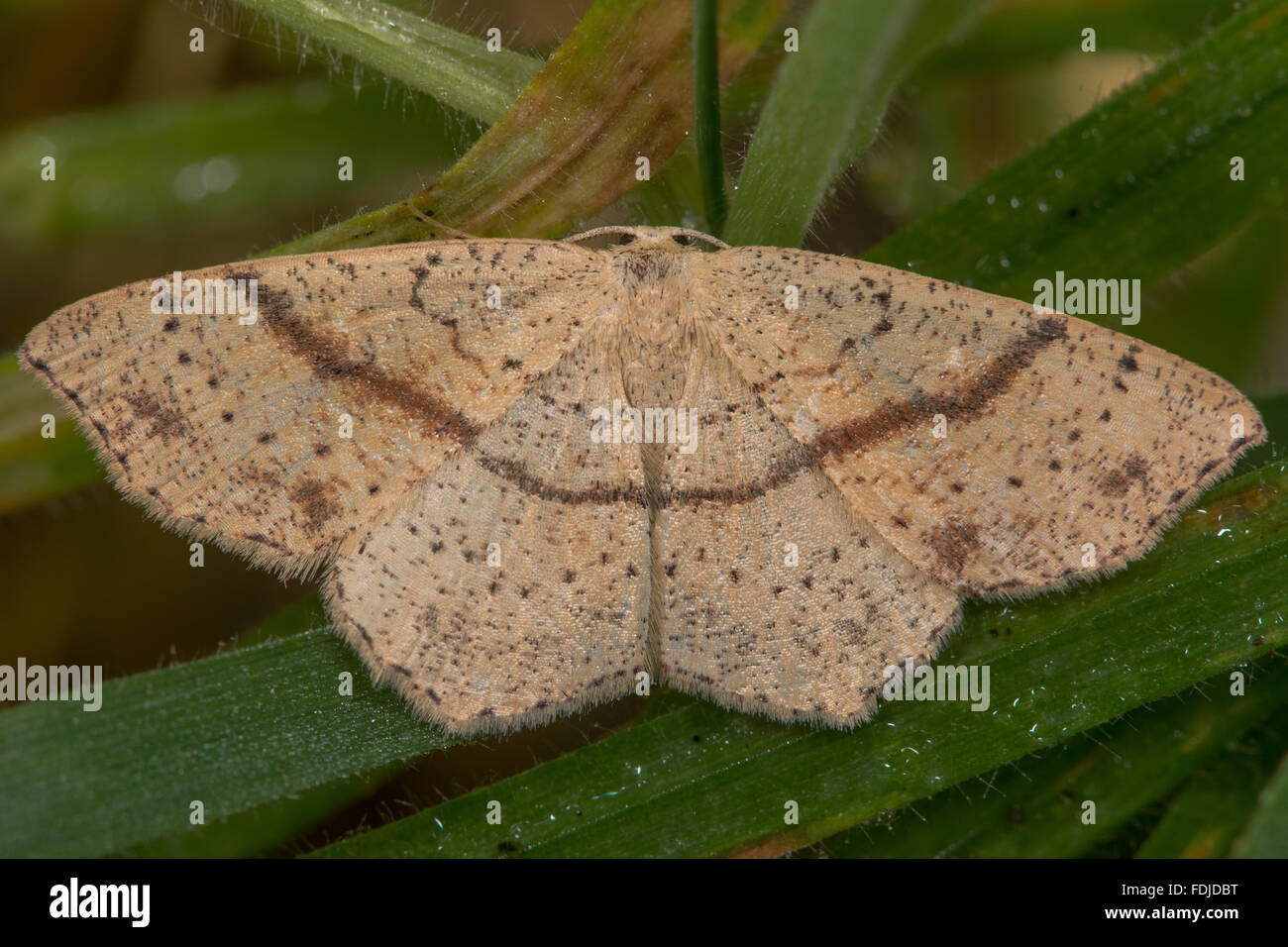 Maiden's arrossire (Cyclophora punctaria) moth. Un attraente moth nella famiglia Geometridae Foto Stock