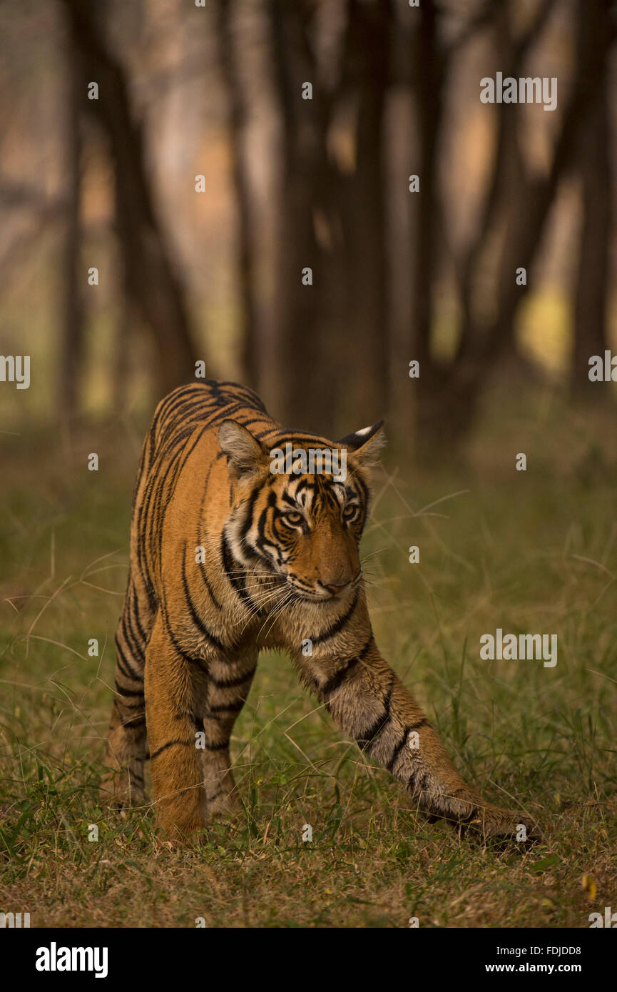 Wild Bengala o Indian Tiger stalking testa su nelle foreste di Ranthambhore national park in India. Foto Stock