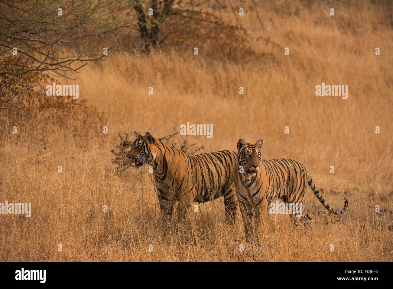 Due Bengala selvatici o tigri indiane, madre e sub adulto cub, passeggiate in un secco foresta erbosa in del Ranthambhore national park Foto Stock