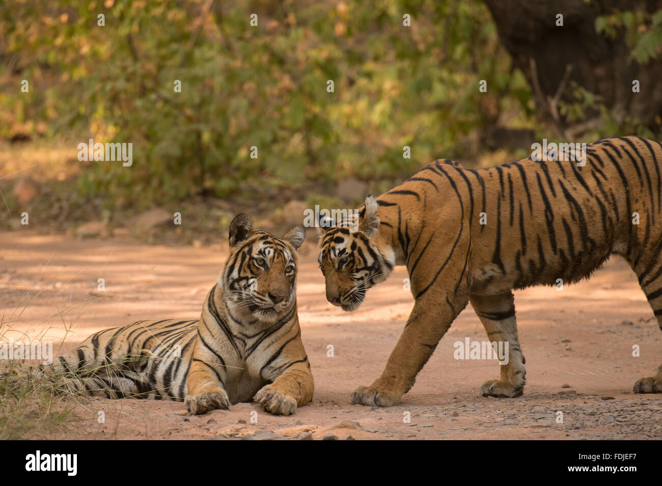 Due Bengala selvatici o tigri indiane, madre e sub adulto cub, su una pista nella giungla, nelle foreste secche del Ranthambhore national p Foto Stock