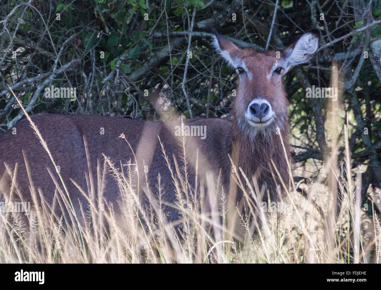 Waterbuck (Kobus ellipsiprymnus) in Mburo National Park, Uganda Foto Stock