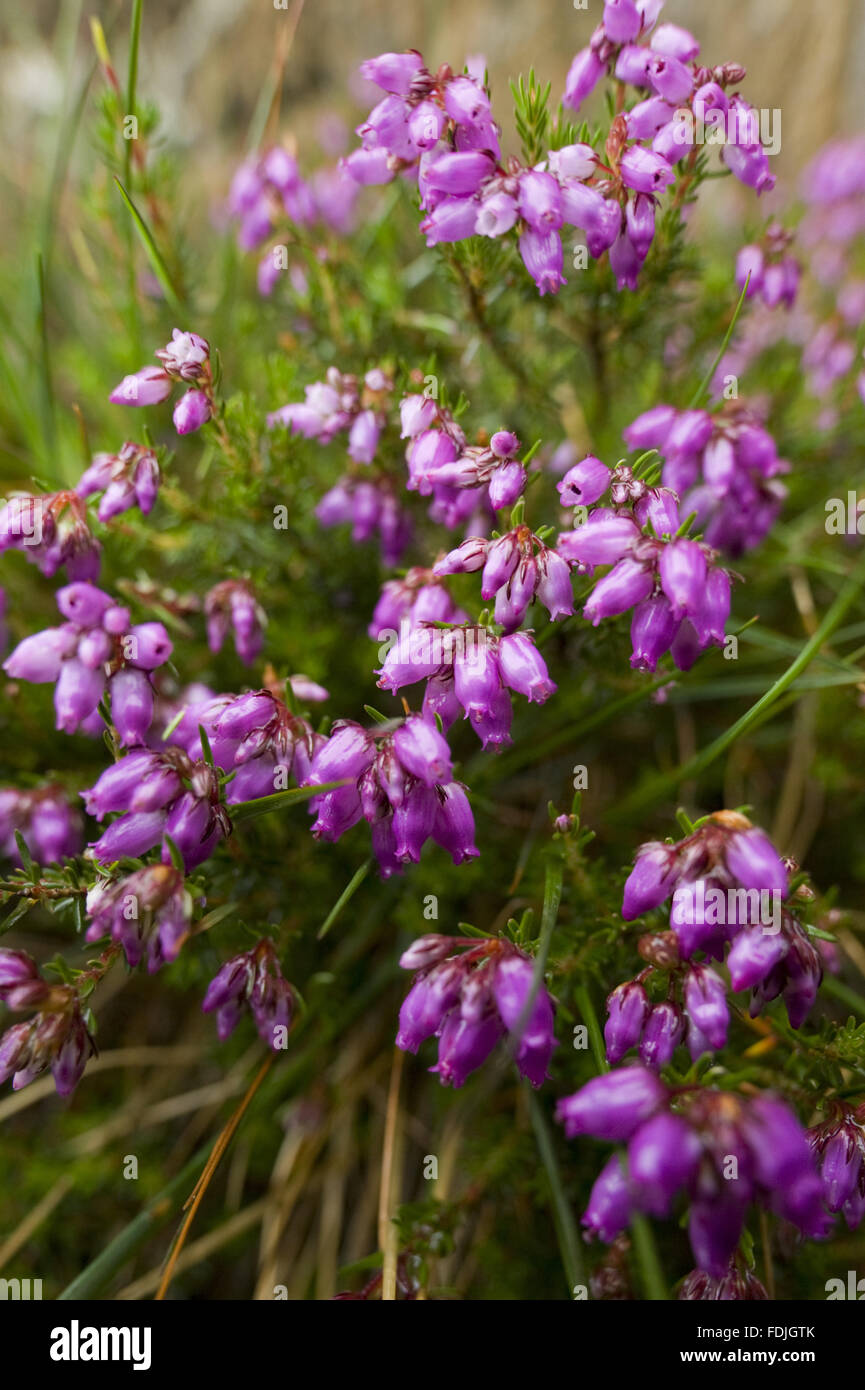 Vista ravvicinata di heather (Calluna vulgaris) sulle pendici di Snowdon su Hafod Y Llan farm, Snowdonia, Galles. Foto Stock