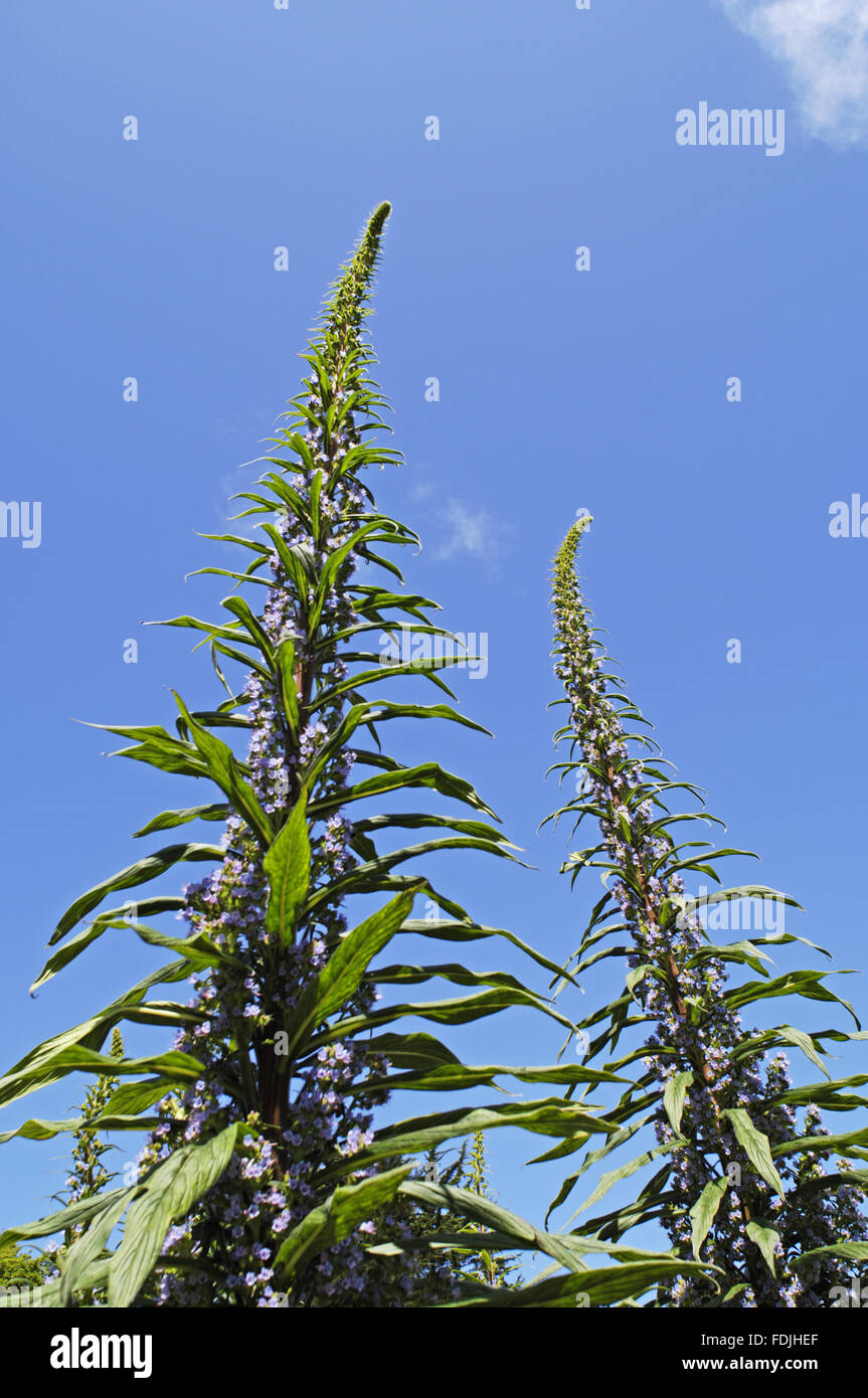 I picchi di fiori di un Echium che cresce di oltre due metri di altezza a Trengwainton, vicino a Penzance, Cornwall. Foto Stock