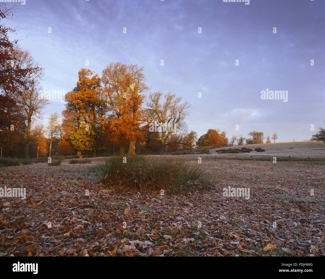 Una mattina autunnale nel Parco dei cervi a Knole, Kent. Foto Stock