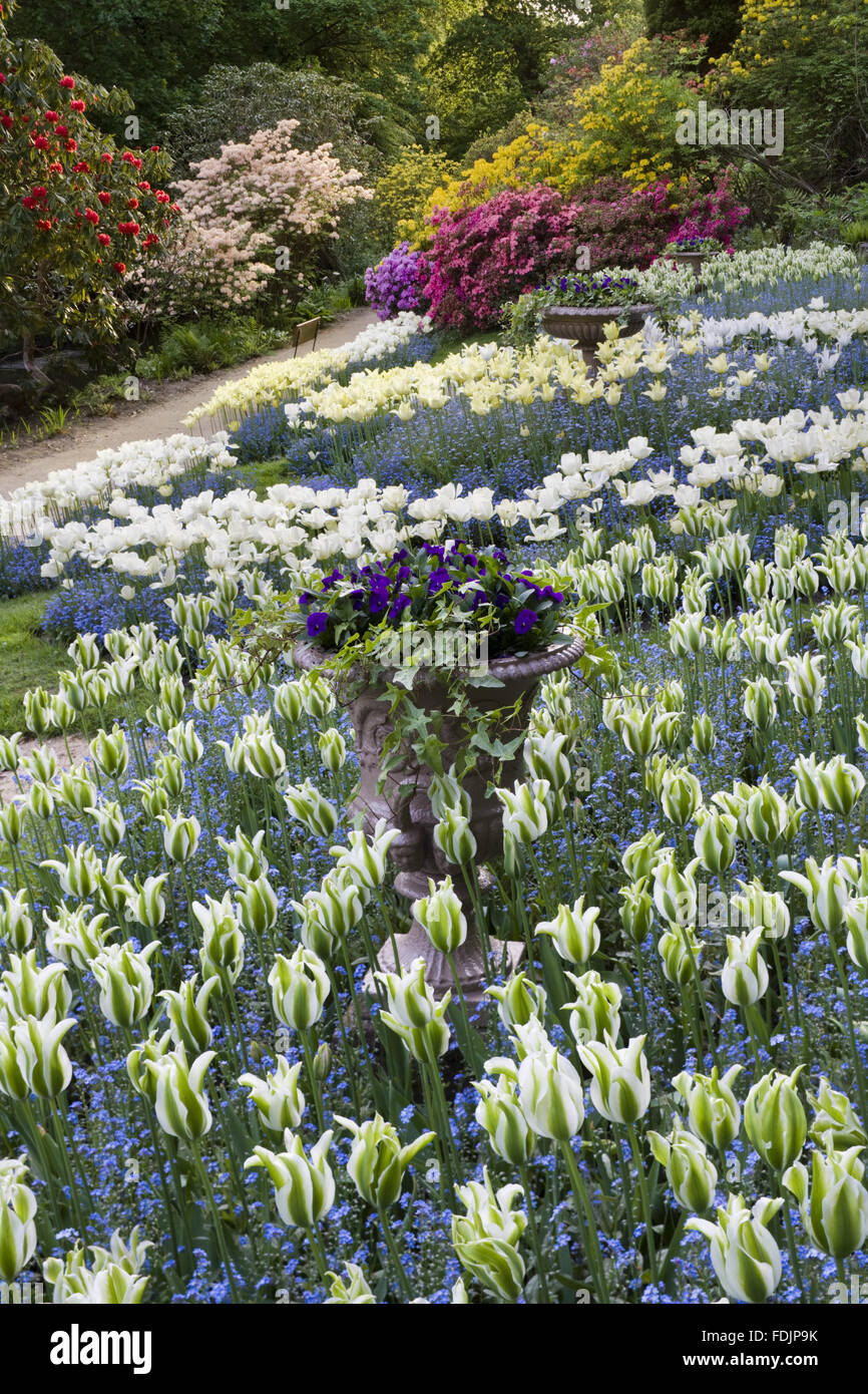 Bella combinazione di tulipani e dimenticare me not in giardino che è stato creato nel tardo settecento da Samuel Greg, il proprietario del frantoio, e sua moglie Hannah, per completare la loro casa. Il giardino segue la valle del fiume Bollin e fa parte della Foto Stock