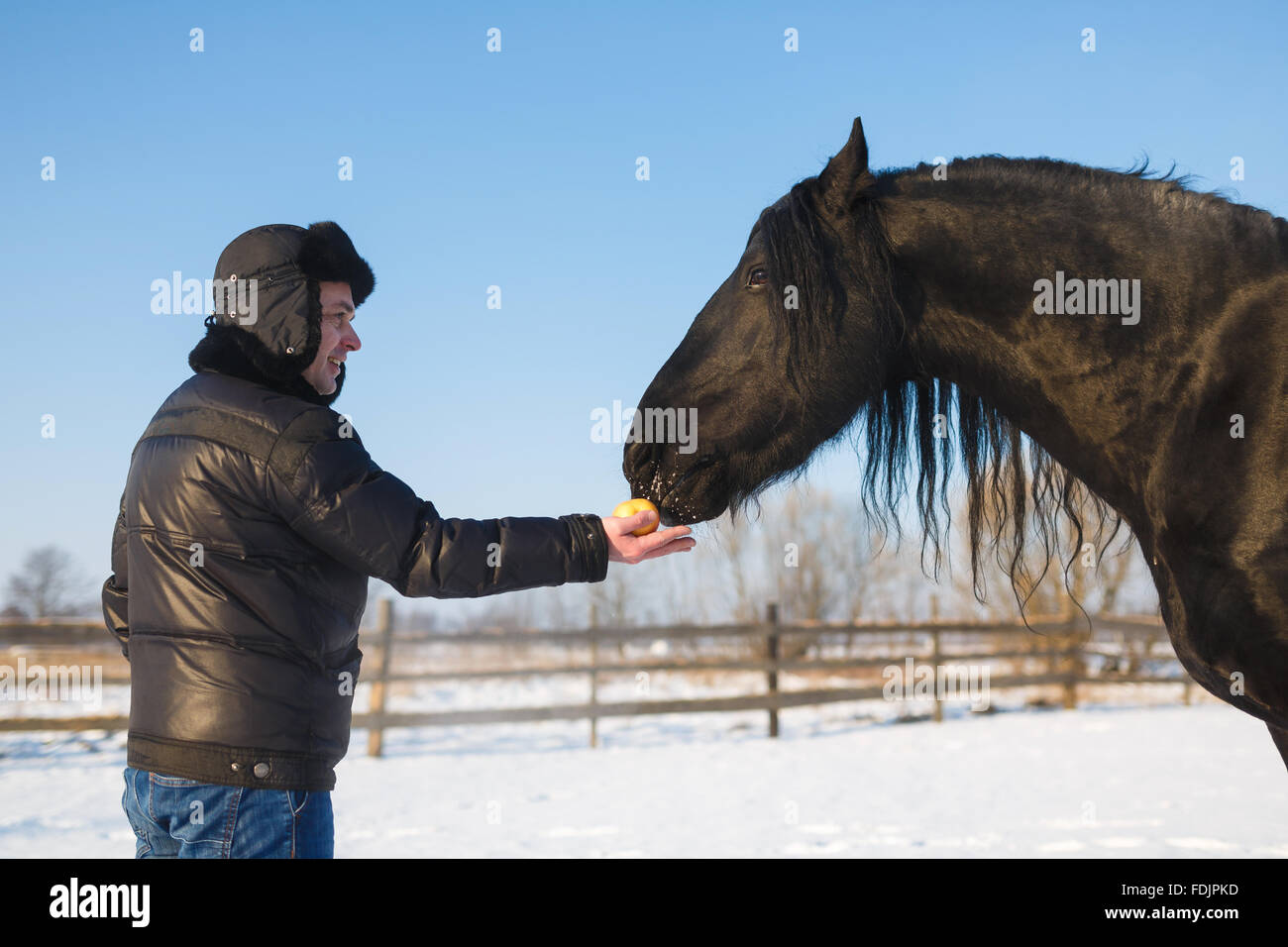 L'uomo alimentazione cavallo frisone per esterno in inverno Foto Stock