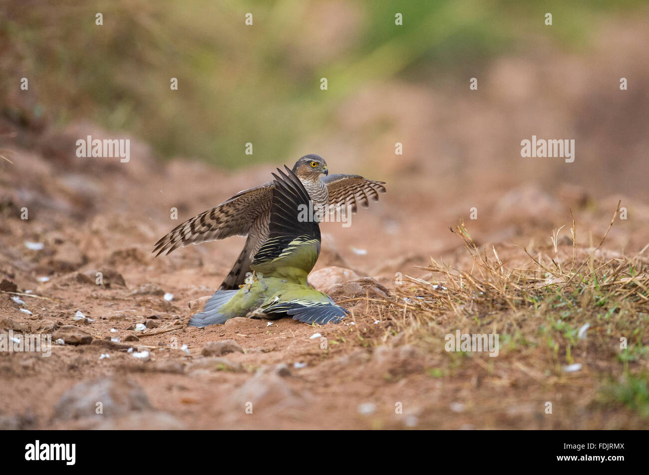 Eurasian Sparviero (Accipiter nisus) attacca una Yellow-Footed green pigeon (Treron phoenicoptera) su una pista forestale in Rantha Foto Stock