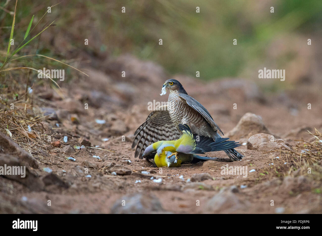 Eurasian Sparviero (Accipiter nisus) attacca una Yellow-Footed green pigeon (Treron phoenicoptera) su una pista forestale in Rantha Foto Stock