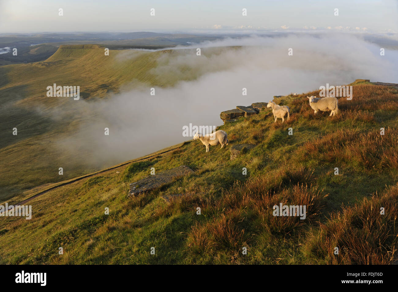 Ovini e basse nubi nel Parco Nazionale di Brecon Beacons, nel Galles del Sud. Foto Stock