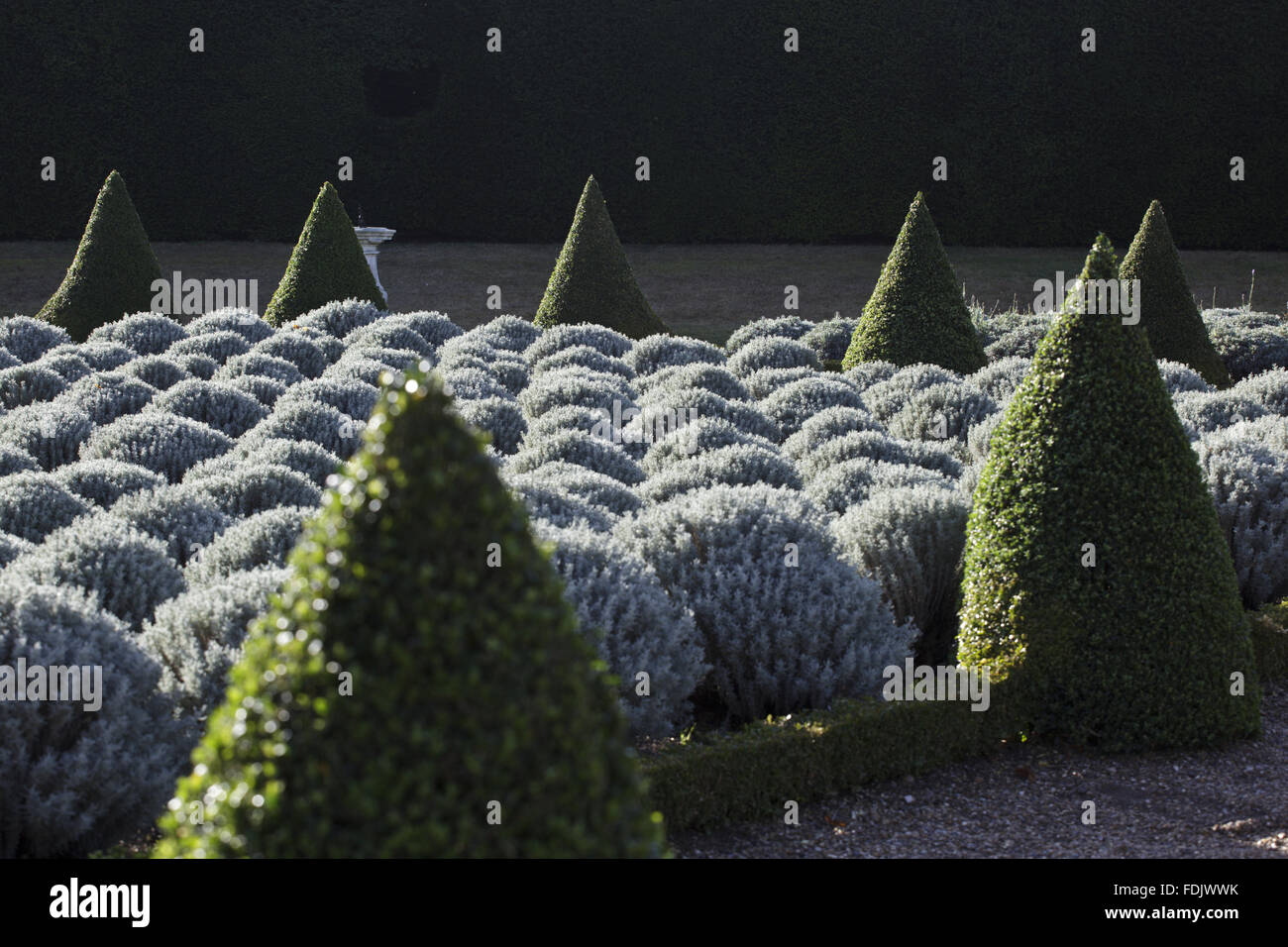 Il Cherry Garden o East Garden, a casa di prosciutto, Richmond-upon-Thames, in settembre. La casella coperto vani, riempito con santolina e lavanda con topiaria da ritagliata, dopo che un progetto del 1671. Foto Stock