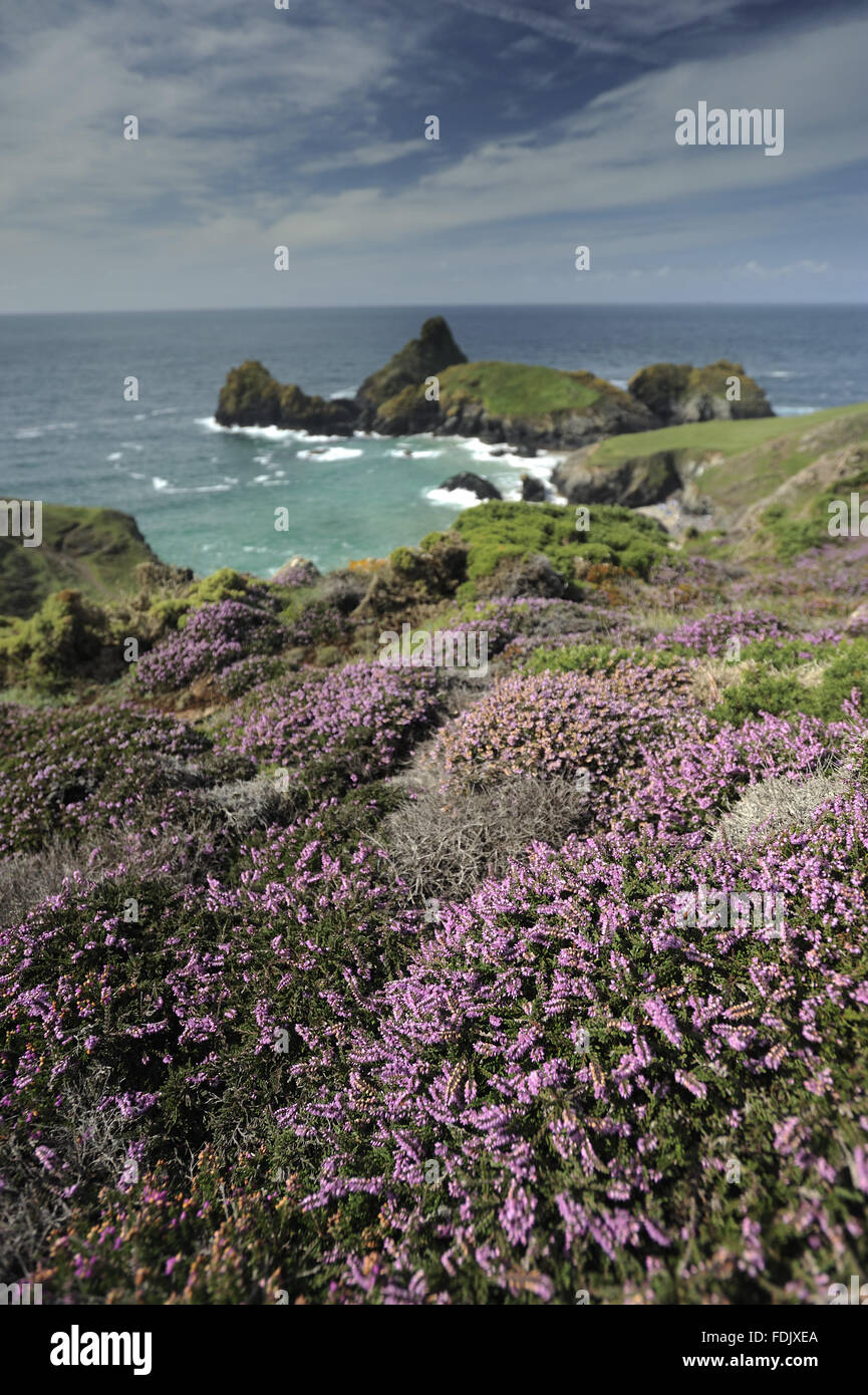 Maritime erica (Erica vagans) in fiore nel mese di agosto e vista di Kynance Cove, la lucertola, Cornwall. Foto Stock